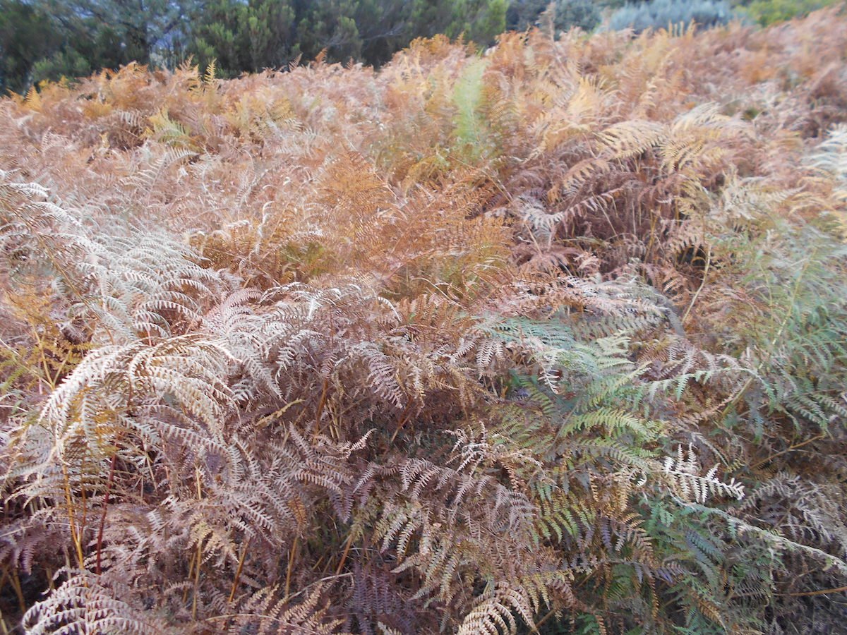 20181026_0936DSCN4716